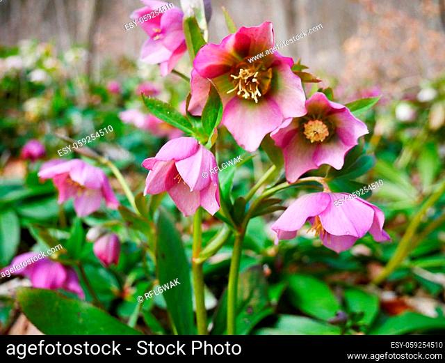 The purple snow rose, also known as Christmas rose, from the hellebore genus, in its natural environment in the forest