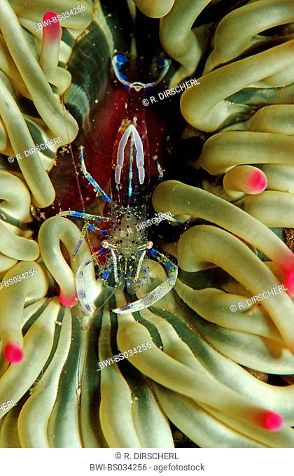 partner shrimp (Periclimenes sagittifer), on Snakelocks anemone, Croatia