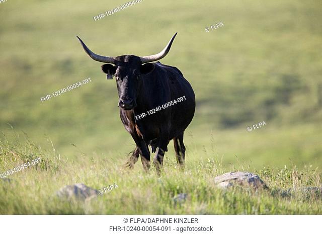 Domestic Cattle, Texas Longhorn cow, standing on prairie, Oakes, North Dakota, U S A , june