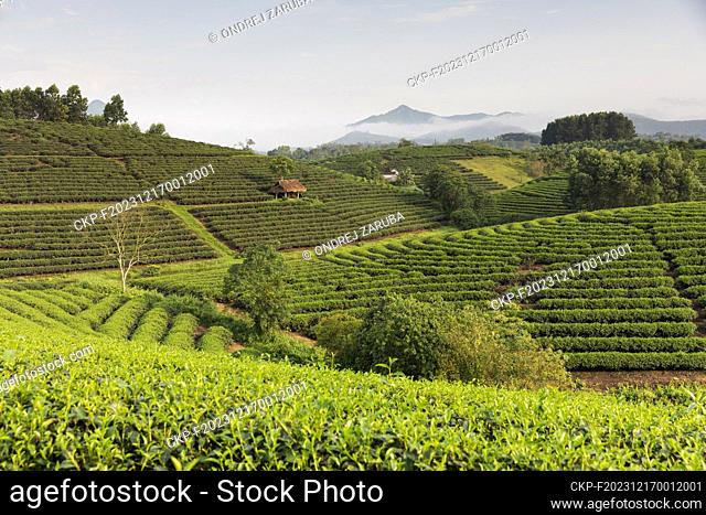 tea fields in hills of middle Vietnam (CTK Photo/Ondrej Zaruba)