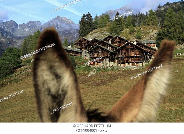 A chalet seen between the ears of a donkey, Alagna, Monte Rosa, Piedmont, Italy