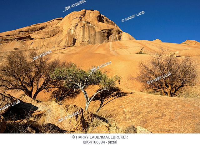 Blue-leaved corkwood (Commiphora glaucescens) and Shepherd's tree (Boscia albitrunca) within the rock formations of Spitzkoppe, Damaraland, Namibia
