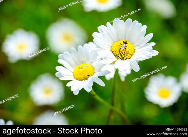 Meadow with daisies (Leucanthemum) daisy family (Asteraceae)