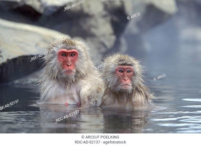 Japanese Macaques in hot spring Joshin-Etsu Kogen national park Japan Macaca fuscata