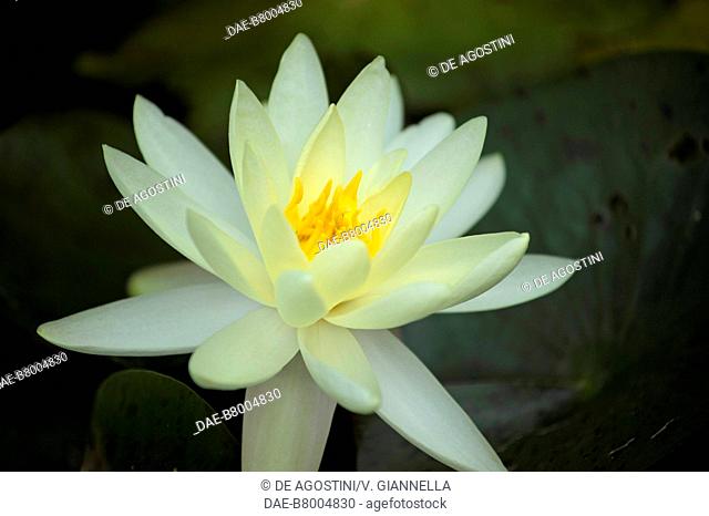 Nobilissima Water lily (Nymphaea sp), Nymphaeaceae