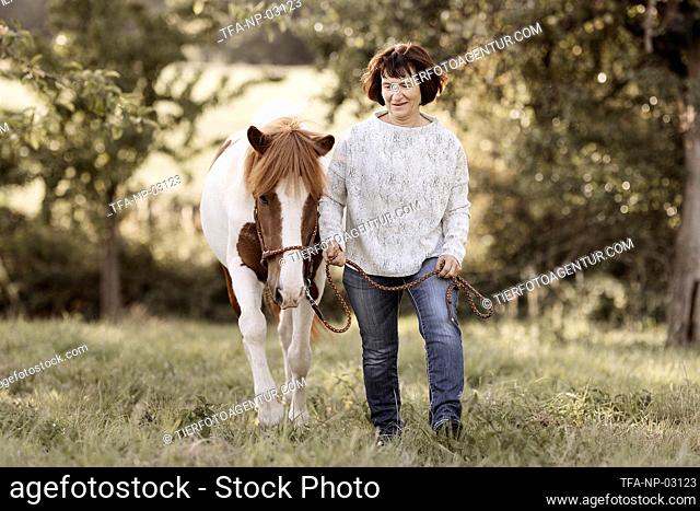 Icelandic horse gelding