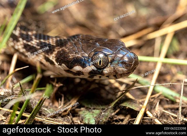 Cat-eyed Snake, Madagascarophis colubrinus is a species of snake of the family Pseudoxyrhophiidae, nocturnal snake, Kirindy forest, Madagascar wildlife animal