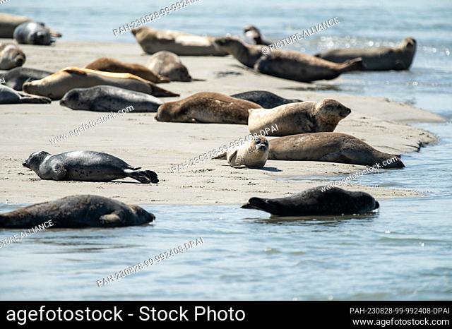 SYMBOL - 22 August 2023, France, Plage Des Phoques: Seals lying on a sandbank in the sunshine. Photo: Silas Stein/dpa. - Plage Des Phoques/Normandy/France