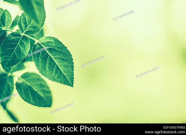 Plant, ecology and bio concept - Green leaves as abstract vintage nature background, herbal foliage in spring garden, retro gravure style