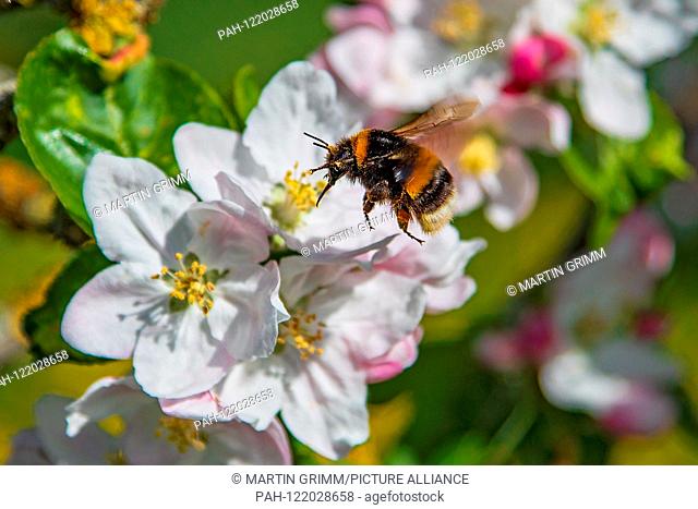 Buff-tailed bumble bee (Bombus terrestris) worker collecting nectar from apple tree (Pyrus malus) blossom, Hesse, Germany | usage worldwide
