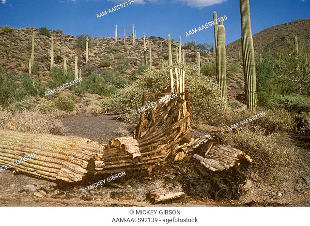 Saguaro Cactus killed by Saguaro Rot, Erminia bacteria, Arizona