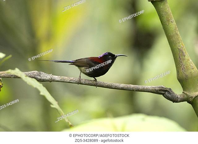 Black-throated Sunbird, Mishmi Hills, Aethopyga saturata, Arunachal Pradesh, India