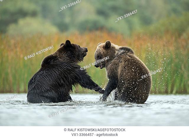 Eurasian Brown Bears / Europaeische Braunbaeren ( Ursus arctos ) fighting, struggling, in fight, standing on hind legs in the shallow water of a lake, Europe