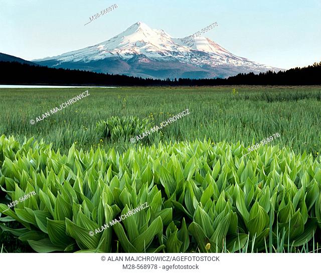 Mount Shasta and false hellebore (Adonis vernalis) in meadows of Grassy Lake, Klamath National Forest. California, USA