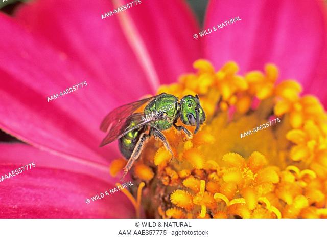 Sweat Bee (Augochlora) on Zinnia flower