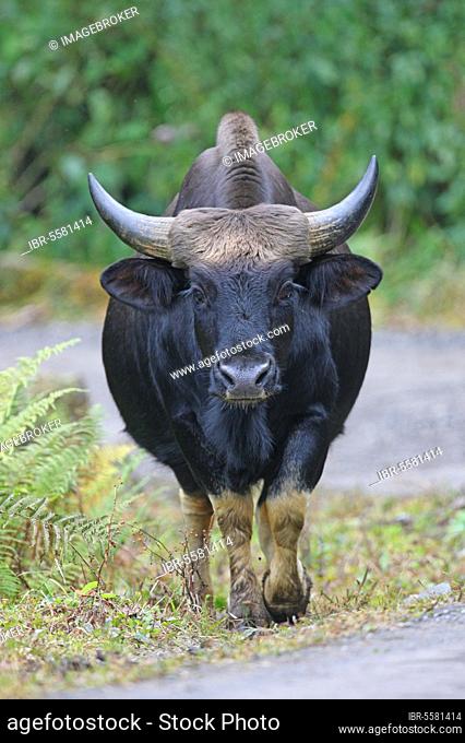 Gayal (Bos frontalis) Adult domesticated gaur, kept by hill tribes, walking on roadside, Arunachal Pradesh, India, Asia