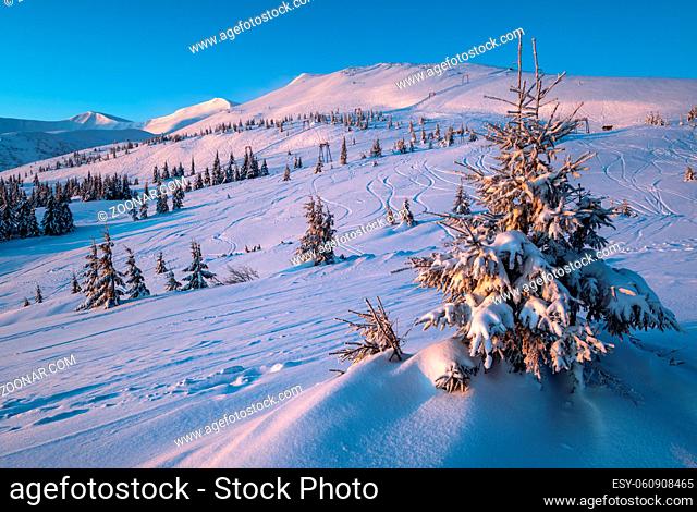 Alpine resort ski slopes and lifts. Pre sunrise morning Svydovets mountain ridge and snow-covered fir trees view, Dragobrat, Ukraine Carpathians