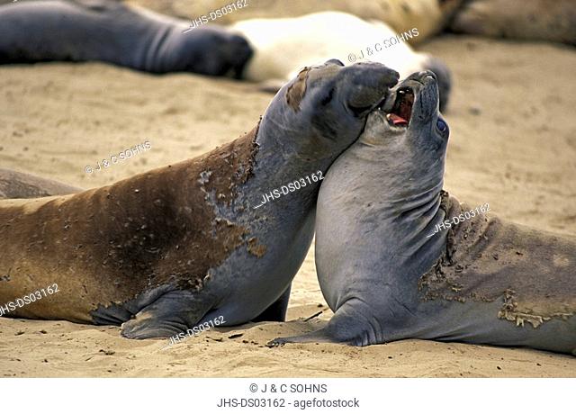 Northern Elephant Seal, Mirounga angustirostris, Ano Nuevo State Reserve, Californien, USA, adult male fighting