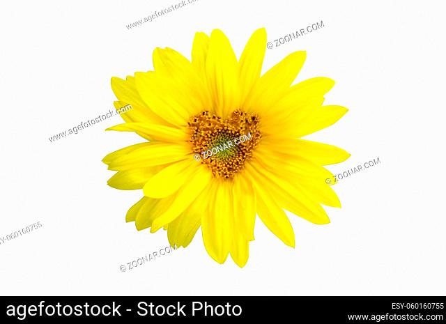 Ripe sunflower with yellow petals and dark middle