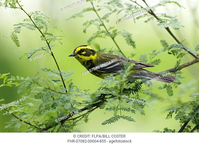 Townsend's Warbler (Dendroica townsendi) adult male, perched on twig during migration, Gulf Coast, Texas, U.S.A., April