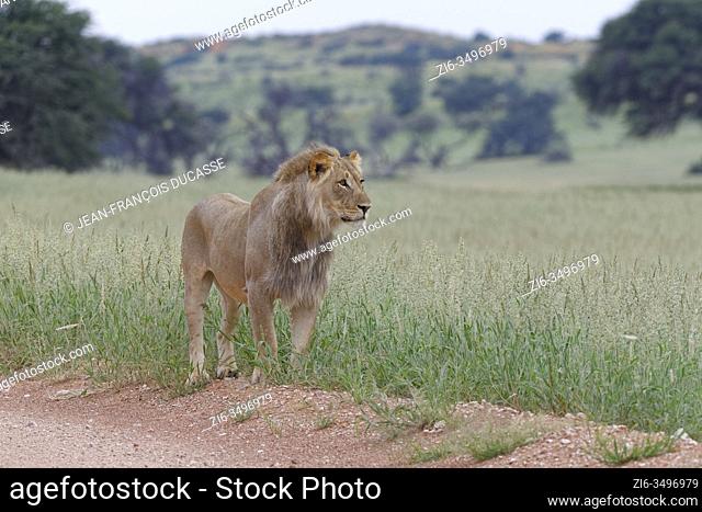 Black-maned lion (Panthera leo vernayi), adult male, standing on the side of a dirt road, observing, Kgalagadi Transfrontier Park, Northern Cape, South Africa
