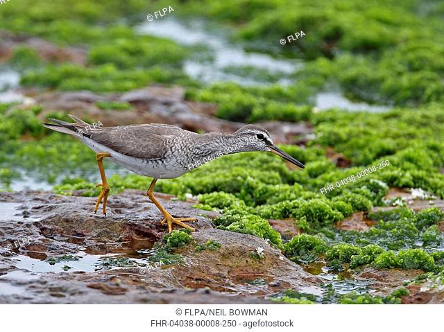 Grey-tailed Tattler (Tringa brevipes) adult, breeding plumage, foraging on seaweed covered rocks, Taiwan, April