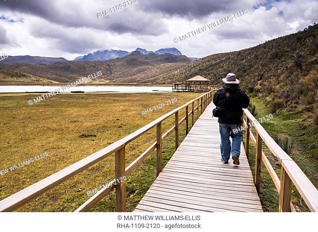 Person hiking at Lake Limpiopungo (Lago Limpiopungo) in the shadow of Ruminahui Volcano, Cotopaxi National Park, Cotopaxi Province, Ecuador, South America
