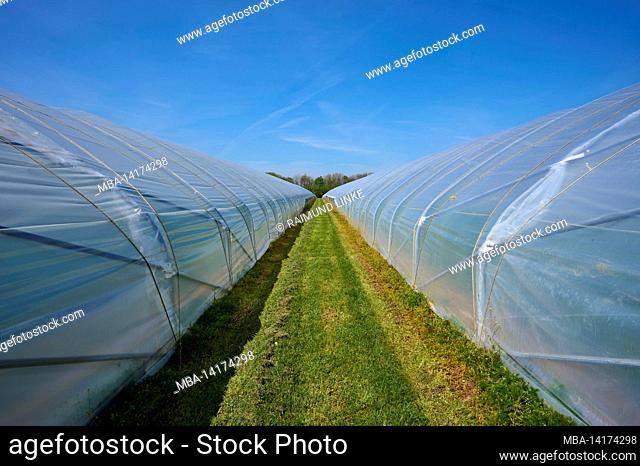 Greenhouse, strawberry cultivation, sunshine, spring, Hesse, Germany
