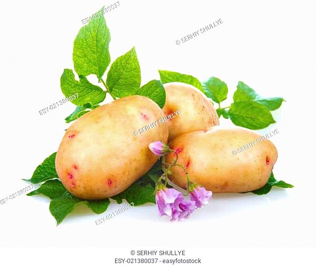 Heap of ripe potatoes vegetable with green leaves isolated