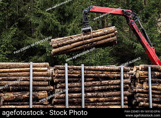 PRODUCTION - 29 March 2023, Lower Saxony, Altenau: A forestry vehicle loads spruce tree trunks for removal in the Kellwasser valley