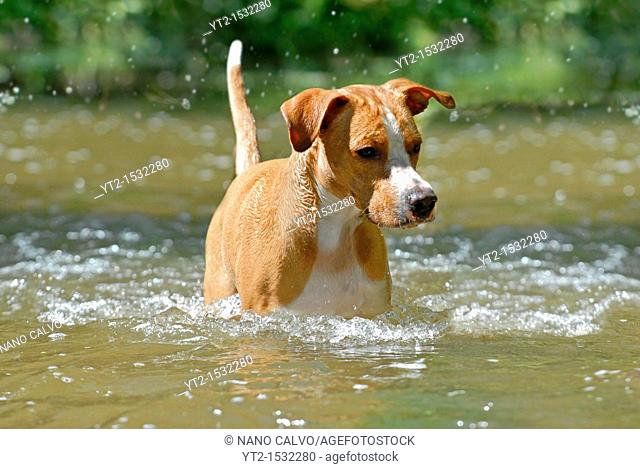 Young dog playing and having fun at Cega River, Segovia, Spain