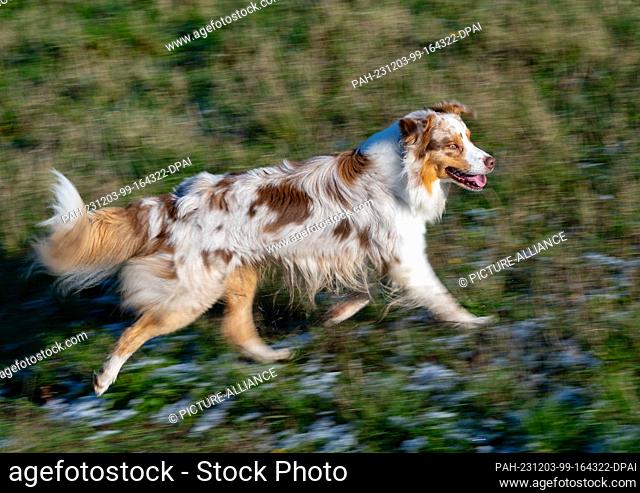 26 November 2023, Brandenburg, Sieversdorf: An Australian Shepherd dog runs across a meadow. Photo: Patrick Pleul/dpa. - Sieversdorf/Brandenburg/Germany