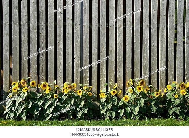 Flower, flowers, sunflowers, floral decoration, Asteraceae, scales, wooden wall, wall bars, ornamental flowers, compounds, Compositae, sunflower
