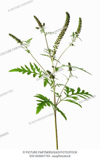 Common Ragweed plant on white background