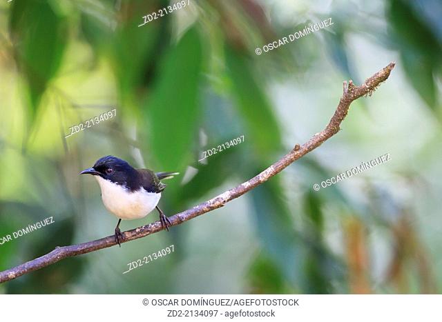 Dark-backed Sibia (Malacias melanoleucus) perched on branch. Doi Lang. Doi Pha Hom Pok National Park. Thailand