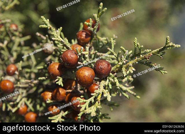 Cones and leaves of Phoenicean juniper (Juniperus phoenicea). Natural Park of the Mountains and Canyons of Guara. Huesca. Aragon. Spain