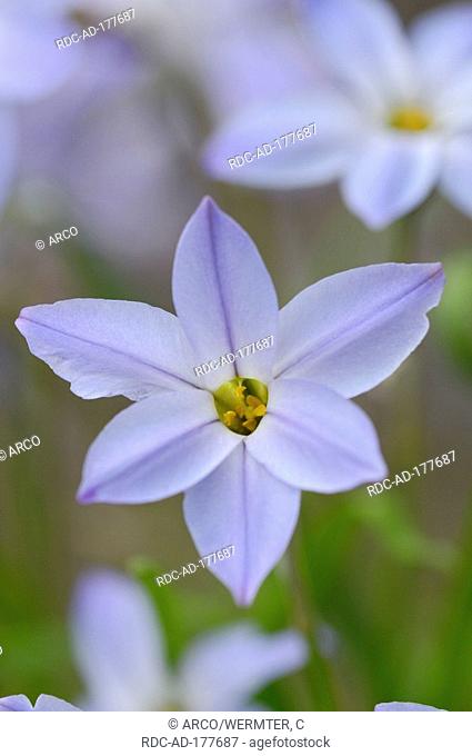 Spring Starflower, Ipheion uniflorum