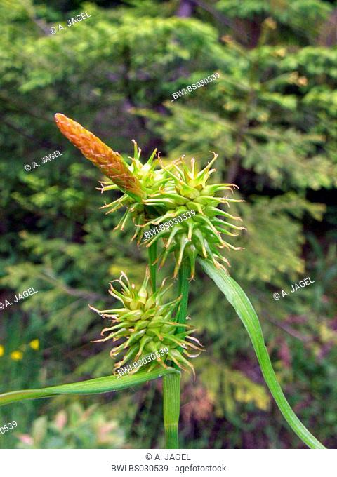 large yellow-sedge (Carex flava), spike, Poland