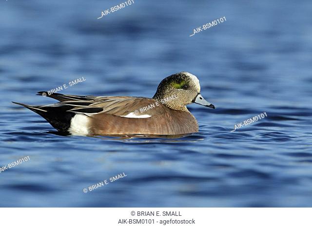 Adult male American Wigeon (Mareca americana) swimming on a freshwater lake in Monmouth County in New jersey, USA, during early spring