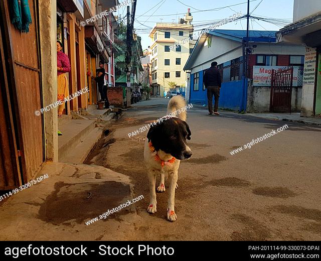 14 November 2020, Nepal, Kathmandu: On the street of Tinkune, Kathmandu, a street dog walks with a marigold garland and red tika (marking of vermilion powder)...