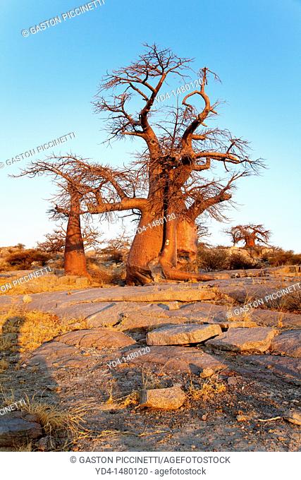 Baobabs Adansnia digitata, Kubu isalnd, in the south west of Sowa Pan, Makgadikgadi pans, Botswana, Africa