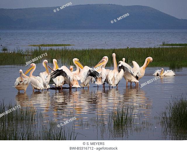 eastern white pelican (Pelecanus onocrotalus), four pelicans standing in water stretching wings, Kenya, Lake Nakuru National Park