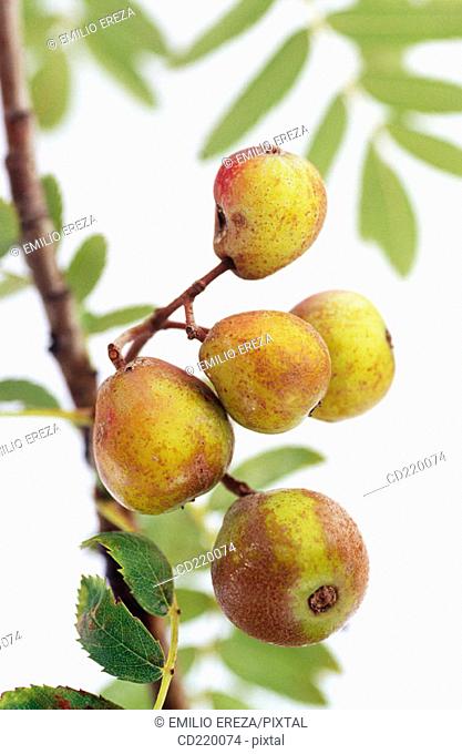 Whitty Pear (Sorbus domestica)