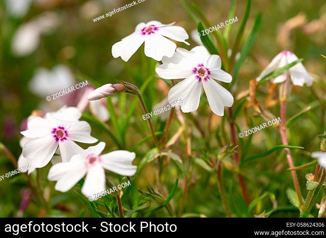 Moss Phlox (Phlox subulata), flowers of summer