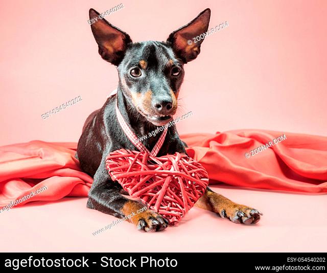 little curious puppy miniature pinscher with heart valentines day decor isolated on a pink background
