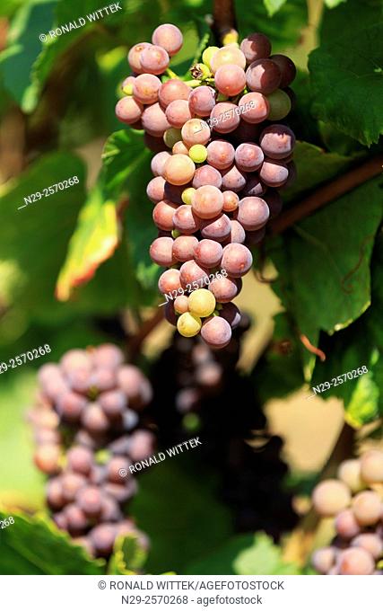 Edenkoben, red grapes, vineyards, Southern Wine Route, Rhineland-Palatinate, Germany