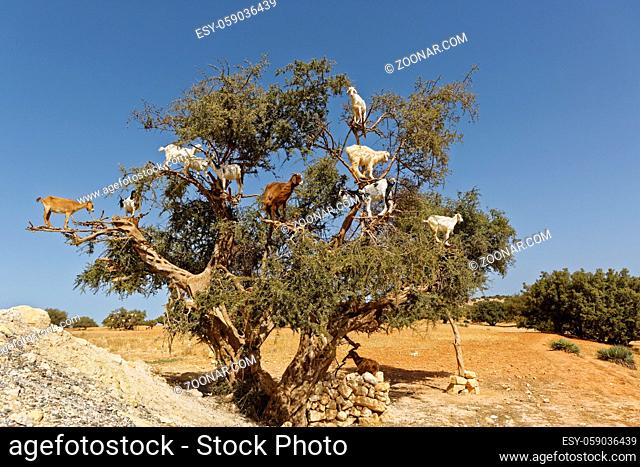Argan trees and the goats on the way between Marrakesh and Essaouira in Morocco.Argan Oil is produced by using the seeds of the trees