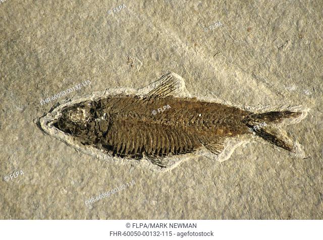 Fossils - Fish Knightia spp From Wyoming, U S A , 25 million years old