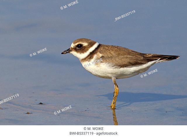 ringed plover (Charadrius hiaticula), standing in shallow water, eclipse plumage, Spain, Andalusia, Coto Donana Nationalpark