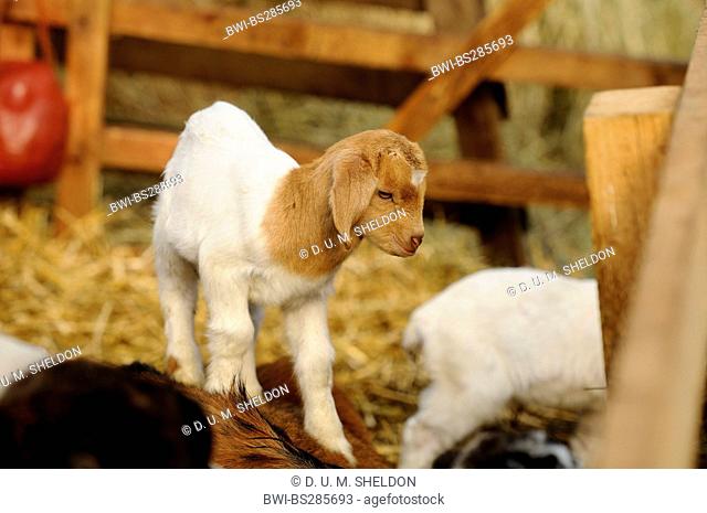 domestic goat (Capra hircus, Capra aegagrus f. hircus), goatling in a stable